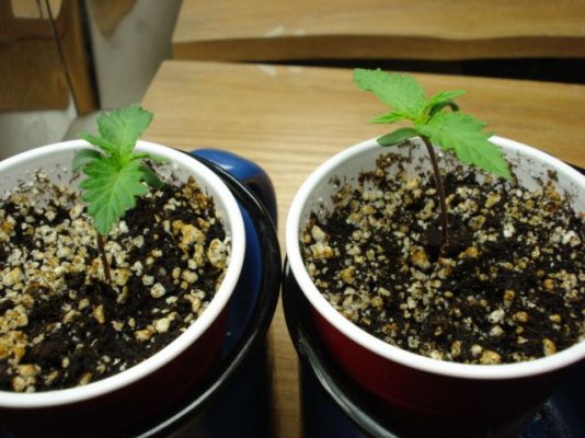 sweetseeds-icecool-005.jpg