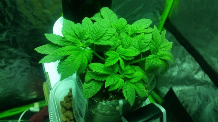 First Tent Grow/legit Setup (journal)