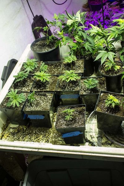 Cali O babies Nov 24-private.jpg