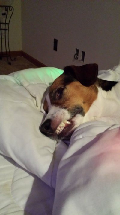 Lost Faithful Dog To Snake Bite Checking Bush Crop