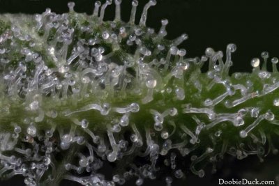 DoobieDuck's Macro Cannabis Images