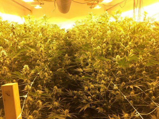 Terps House
