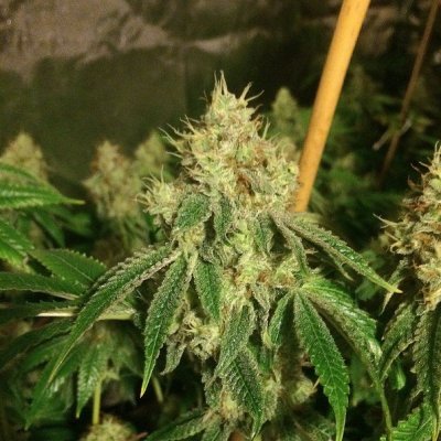 Rg420's Secret Gardens