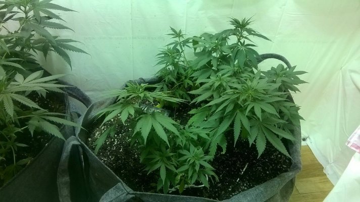 The Xplode Plant Experiment
