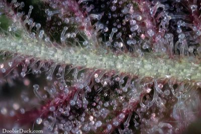 DoobieDuck's Macro Cannabis Images