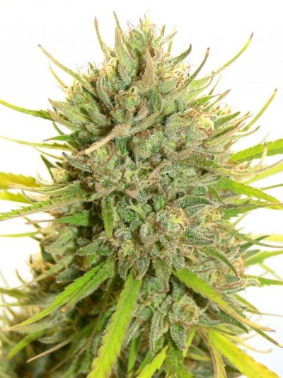 G.D.P. x O.G. Kush Flower.JPG