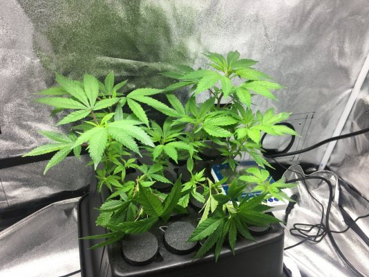 la-confidential-grow.jpg