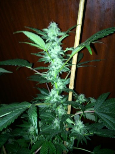 Girl Scout Cookies & Friends