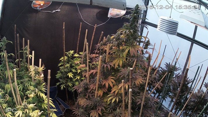 Bubba's Greenhouse