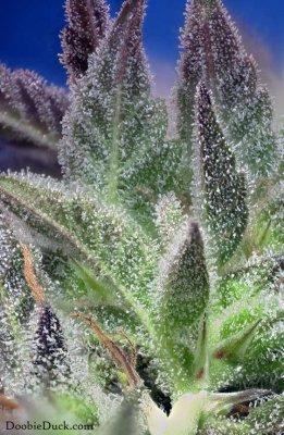 DoobieDuck's Macro Cannabis Images