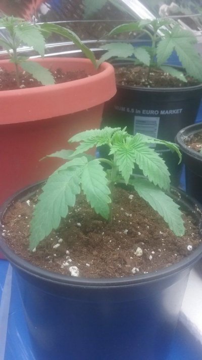 First Time Grower I Need Help Major Help