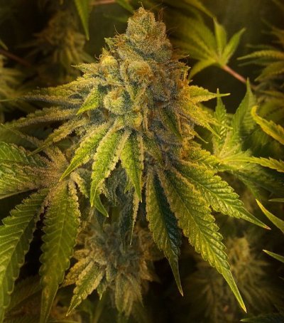 Rg420's Secret Gardens
