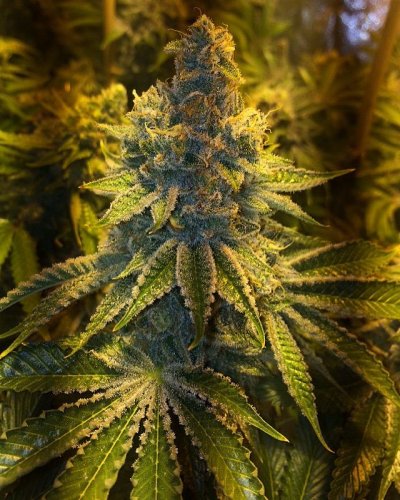 Rg420's Secret Gardens