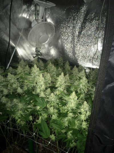 Rg420's Secret Gardens