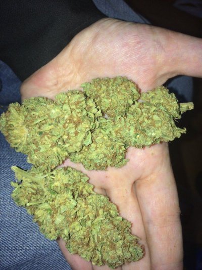 Experienced Breeder & Pollen Chuckers Help!