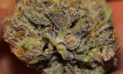 Exotic Genetix Seed Guide....
