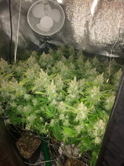Rg420's Secret Gardens