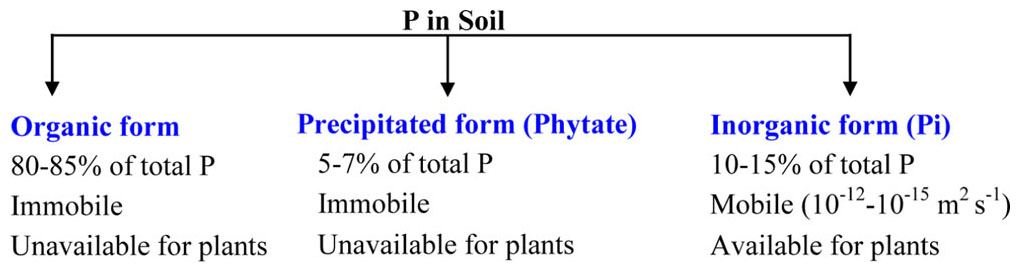 P in soil.jpg