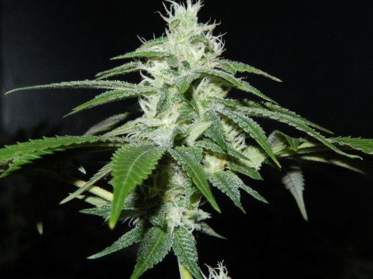 Strains New 3k Grow Show!! Watch Us Shine.