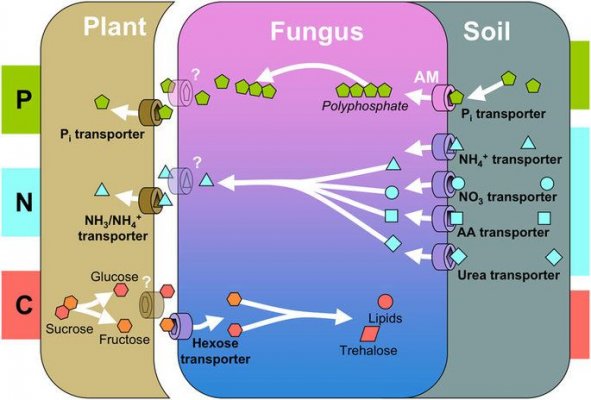 Nutrient excahnge with Mycos.jpg