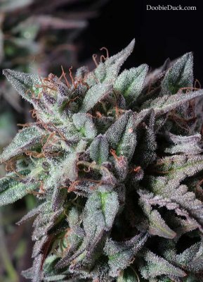 Summer 2016 In The Greenhouse With Doobieduck