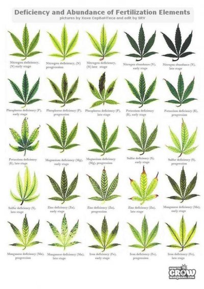 marijuana-deficiencies.jpg