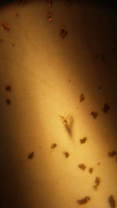 fg-not-root-aphids-rite.jpg