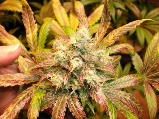 Red Dragon  Turning In To Purple Dragon