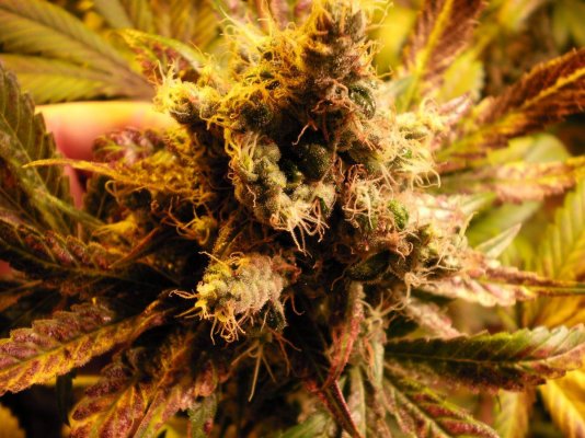 Red Dragon  Turning In To Purple Dragon