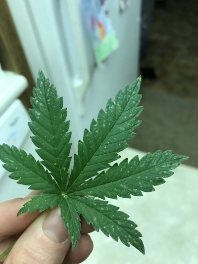 silverblack-spot-leaves.jpg