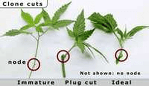 Cloning-Cannabis-2.png
