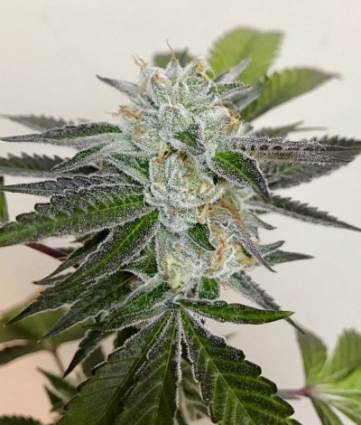 Girl Scout Cookies & Friends