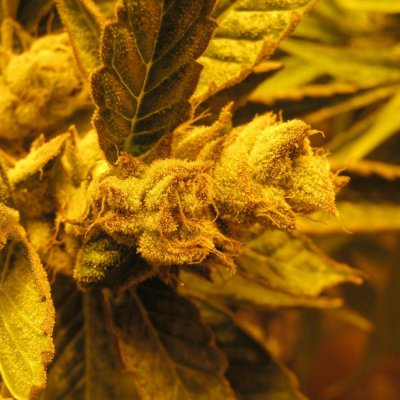 IMG_0054.JPG