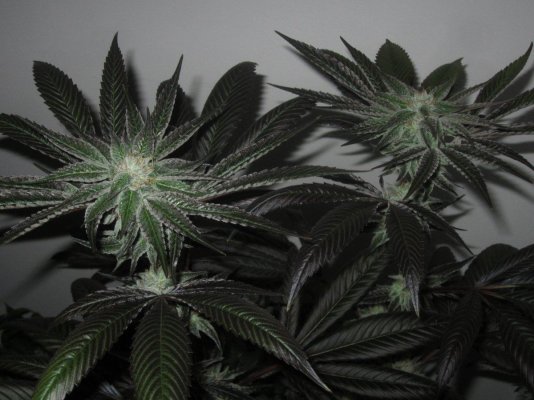 Michigan... Strains, pics, and whatever!