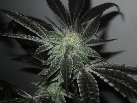 Michigan... Strains, pics, and whatever!