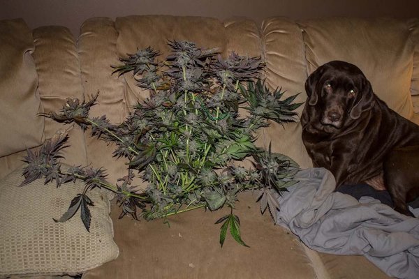 Blackberry hydro harvest Jan 4-private.jpg