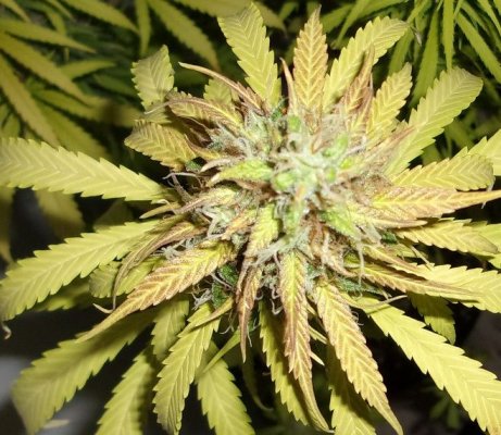 Kush Von Stitch Autogrow