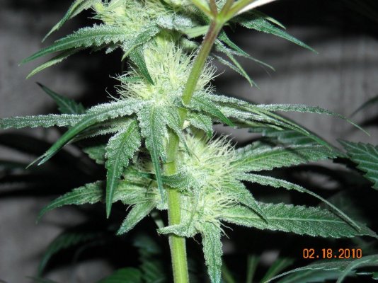 tahoe-og-x-sour-larry-og-3.jpg