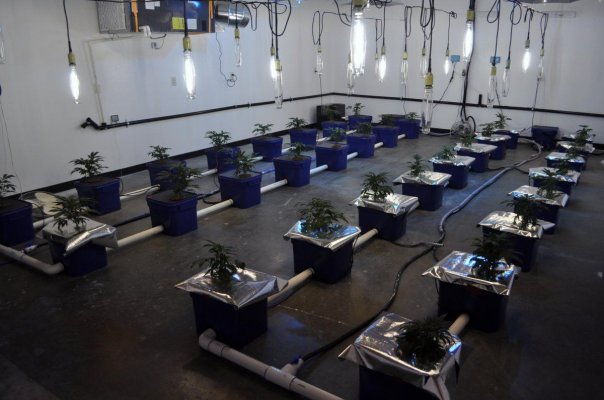 Jack's Under Current Grow 60 x 1000 watts 20 tons of AC and some CO2