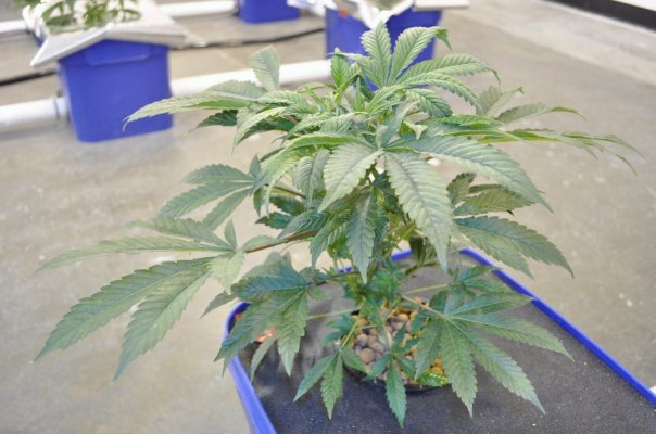Jack's Under Current Grow 60 x 1000 watts 20 tons of AC and some CO2