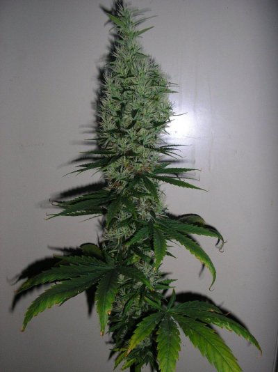 unknown-sativa-x-pre-and-post-harvest-pics-2.jpg