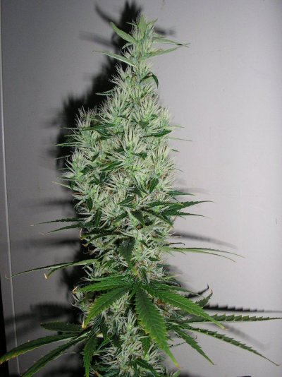 unknown-sativa-x-pre-and-post-harvest-pics-3.jpg