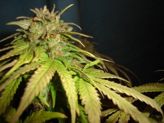 K.O Kush F3 day 56 before chop