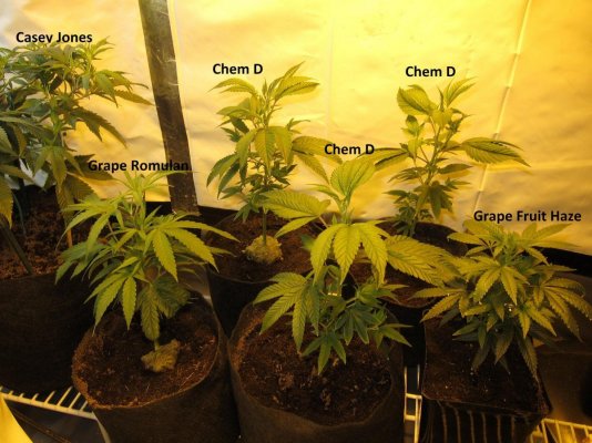 personal-medical-grow-in-coco-chem-d-grape-romulan-grapefurit-haze-casey-jones-5.jpg