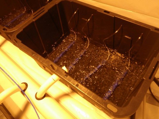 mpb-scrog-multi-strain-madness.jpg