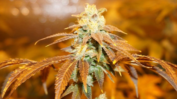 Strains New 3k Grow Show!! Watch Us Shine.