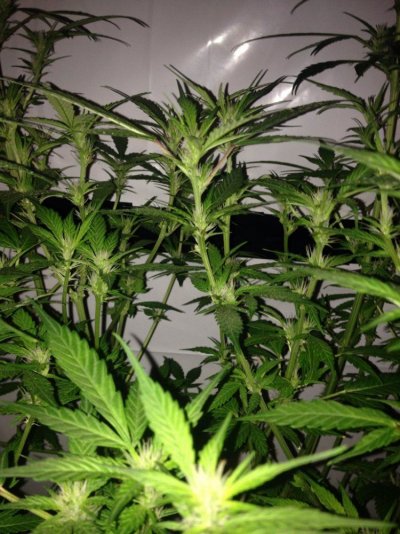 First Time Grower In Need Of Reassurance!