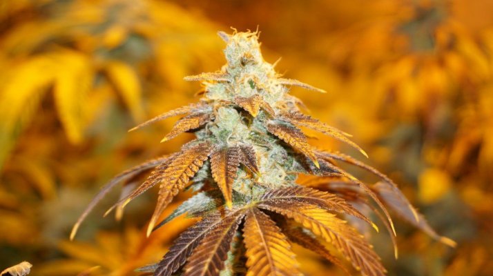 Strains New 3k Grow Show!! Watch Us Shine.