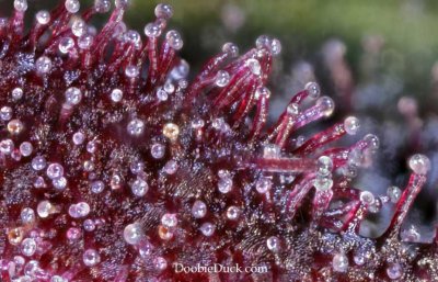 DoobieDuck's Macro Cannabis Images