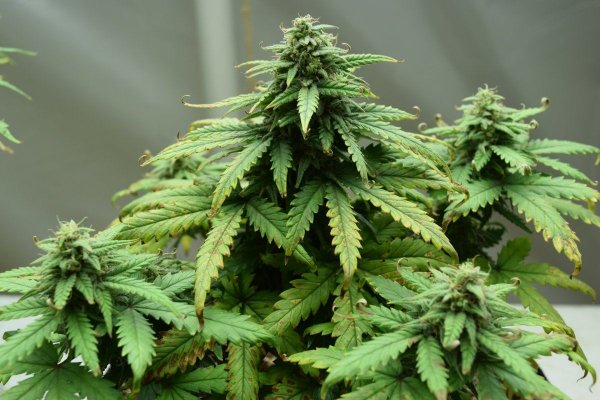 is-it-time-to-harvest-3.jpg